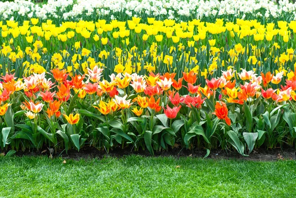 İlkbaharda açan güzel Hollanda laleleri — Stok fotoğraf