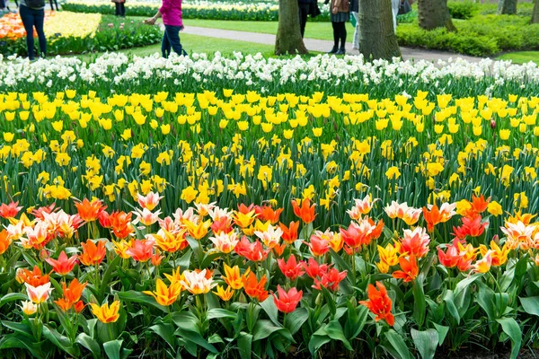 İlkbaharda açan güzel Hollanda laleleri — Stok fotoğraf