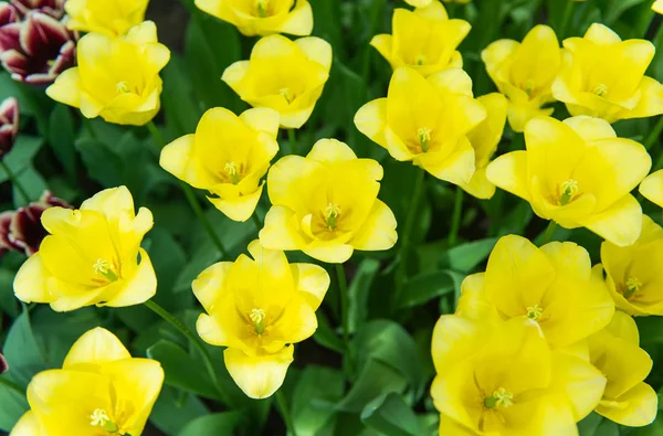 Belle floraison de tulipes néerlandaises au printemps — Photo