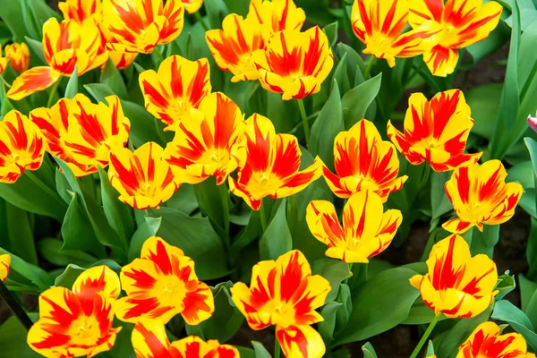 Belle floraison de tulipes néerlandaises au printemps — Photo