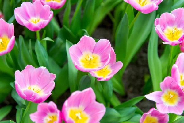 Belle floraison de tulipes néerlandaises au printemps — Photo