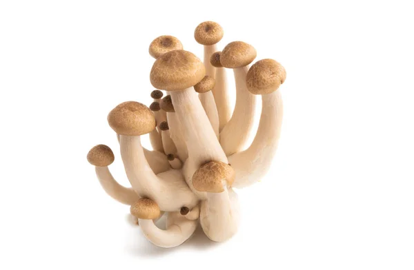Funghi di Shimeji — Foto Stock