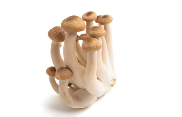 Funghi di Shimeji — Foto Stock