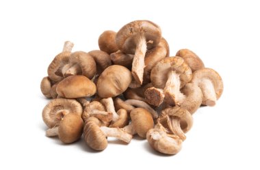 İzole shiitake mantar 