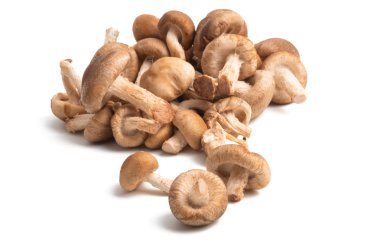 İzole shiitake mantar 