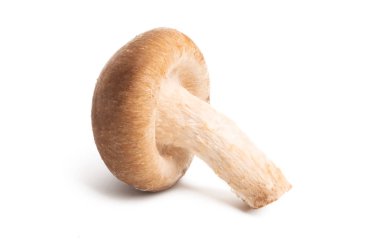 İzole shiitake mantar 