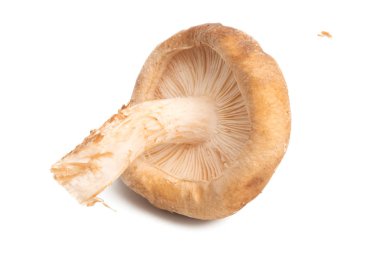 İzole shiitake mantar 
