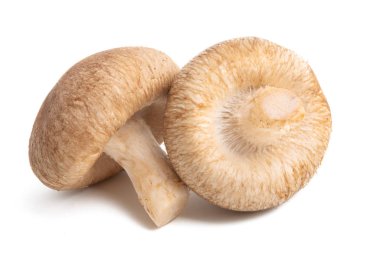 İzole shiitake mantar 