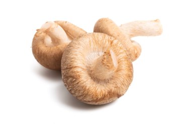 İzole shiitake mantar 