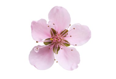 izole sakura çiçek 