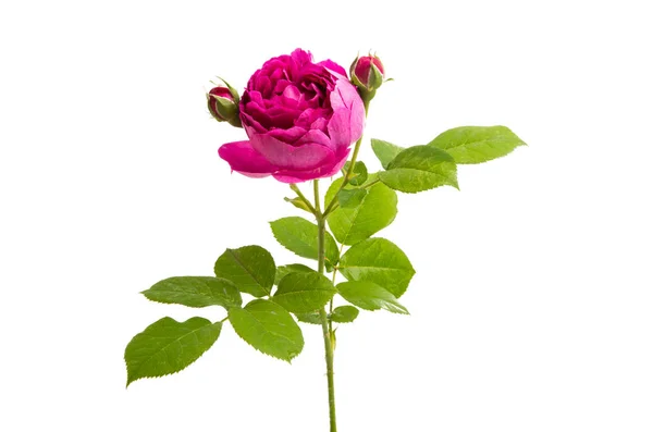 Rose peony isolated o — Stock Photo, Image