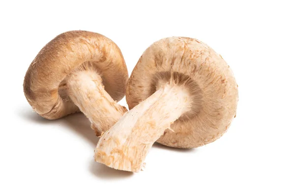 Shiitake mushrooms isolated — Stock Photo, Image