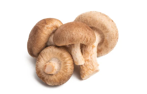 Shiitake Houby izolované — Stock fotografie