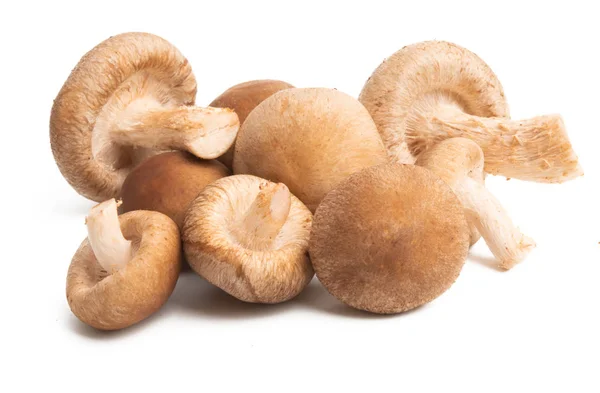 Shiitake-Pilze isoliert — Stockfoto