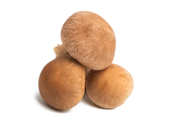 Cogumelos Shiitake isolados — Fotografia de Stock