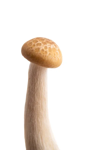 Champignons Shimeji isolés — Photo