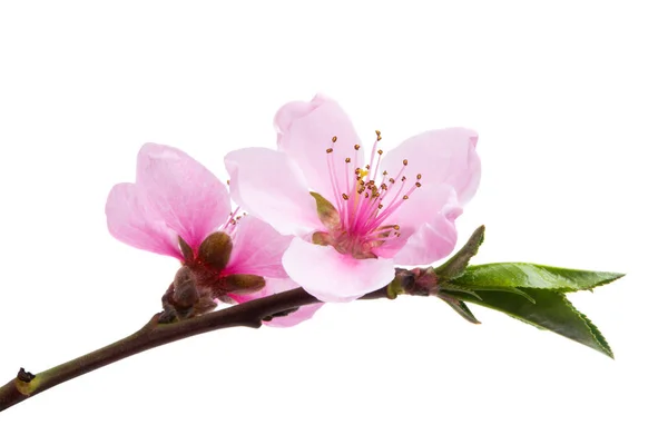 Flor de sakura aislada — Foto de Stock