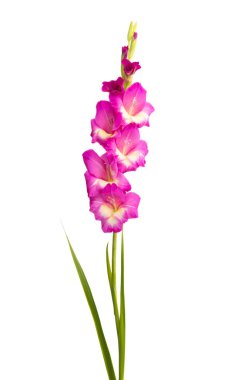 Glayöl çiçek izole 