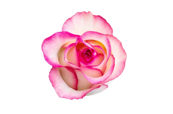 Rosa rosa aislada — Foto de Stock