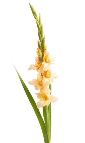 Gladiolus blomma isolerade — Stockfoto