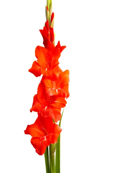 Bunga gladiolus terisolasi — Stok Foto