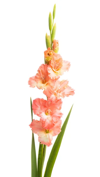 Gladiolus blomma isolerade — Stockfoto