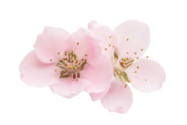 Sakura flowers isolated — Stock Photo, Image