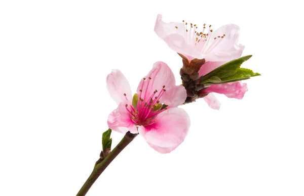 Sakura flores aisladas —  Fotos de Stock