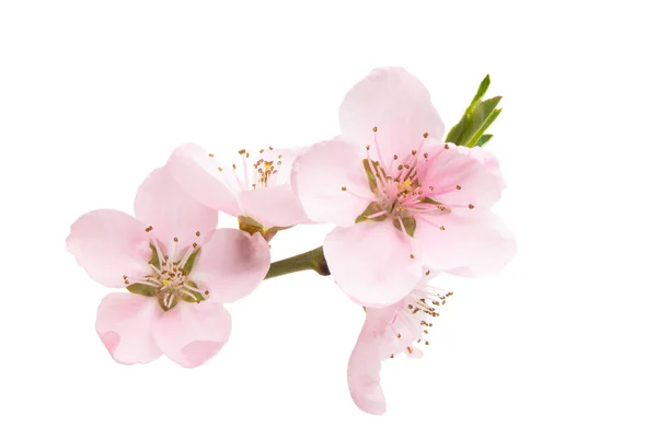 Sakura bloemen geïsoleerd — Stockfoto