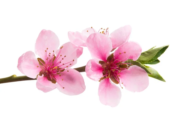 Sakura-Blüten isoliert — Stockfoto