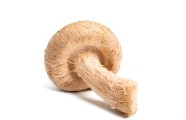 shiitake mantar