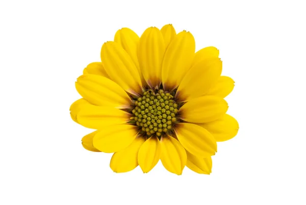 Margarida amarela isolada — Fotografia de Stock