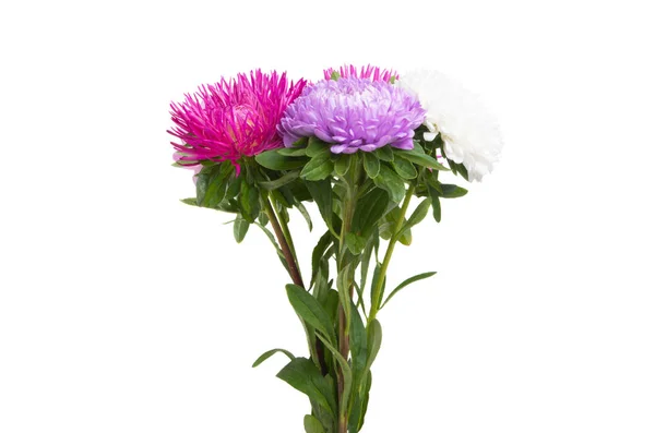 Aster flower isolated — Stock Photo, Image