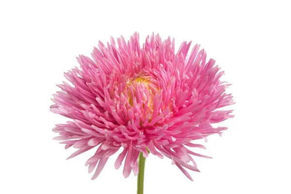 Aster bloem geïsoleerd — Stockfoto