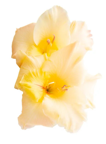 Gladiolus blomma isolerade — Stockfoto