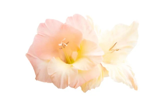 Gladiolo flor aislada —  Fotos de Stock