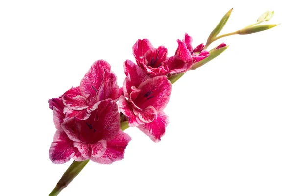 Gladiolo flor aislada — Foto de Stock