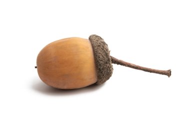 izole meşe palamudu