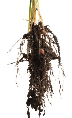 izole kök ile yeşil buğday 