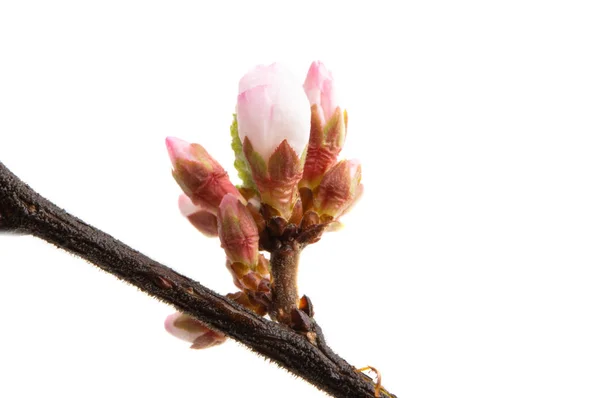 Flores de cerezo rama aislada — Foto de Stock