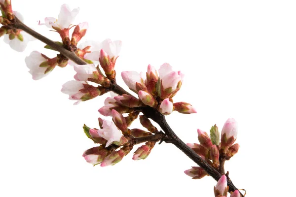 Flores de cerezo rama aislada —  Fotos de Stock