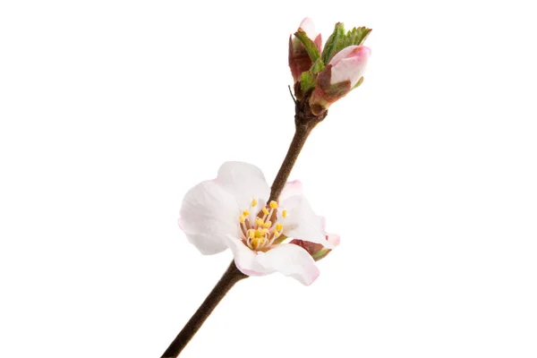 Cherry flowers branch isolated — Stock Photo, Image