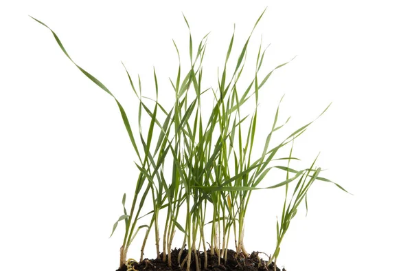 Зеленая пшеница с изолированным корнем — стоковое фото