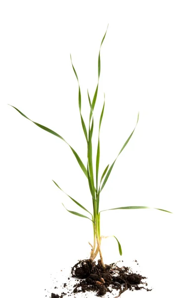 Green wheat with root isolated — Stock Photo, Image