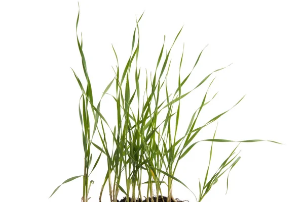 Green wheat with root isolated — Stock Photo, Image