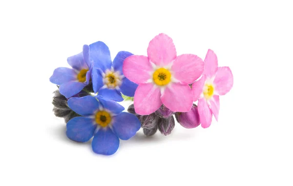 Forget-me-not flower isolated — Stock Photo, Image