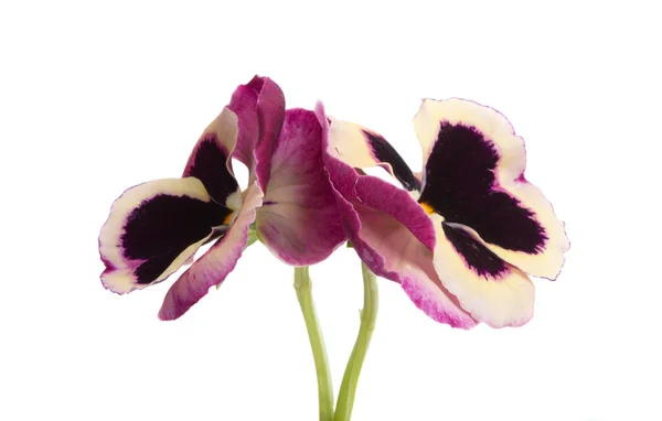 Pansy isolated — Stock Photo, Image
