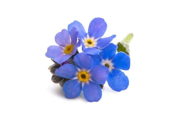 Forget-me-not geïsoleerd — Stockfoto