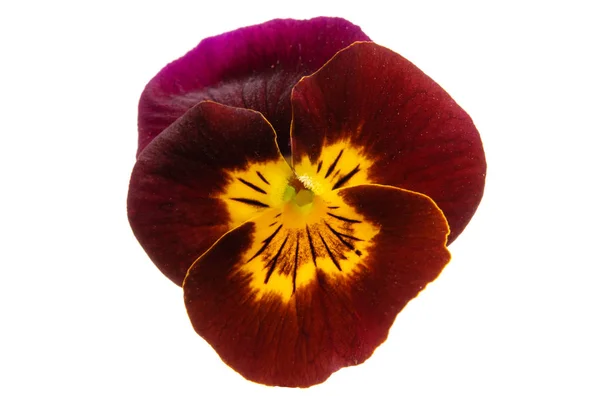 Pansy isolated — Stock Photo, Image