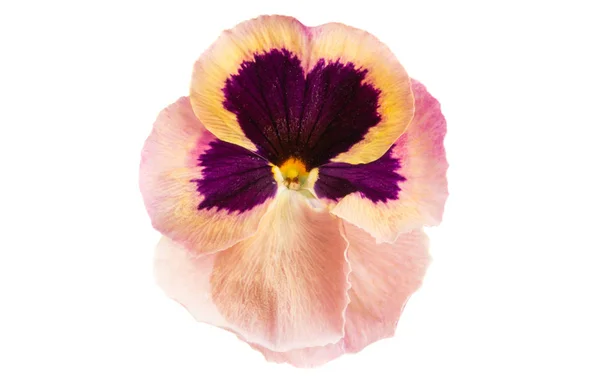 Pansy isolado — Fotografia de Stock